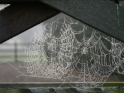 Wet-web