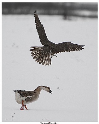 Fight of a falcon and the goose!