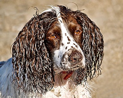 Wet & Sandy Poppy