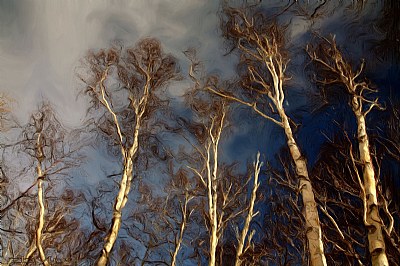 Birch-tree2