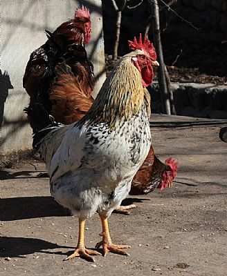 Rooster