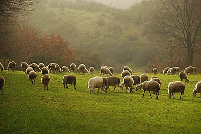 sheepland