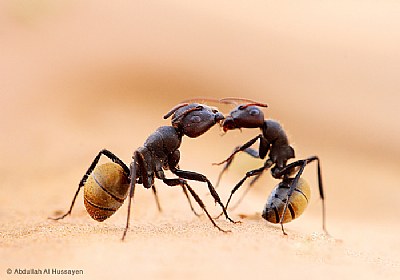 Ant 