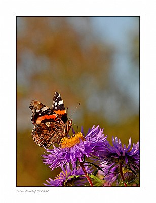 Vanessa atalanta