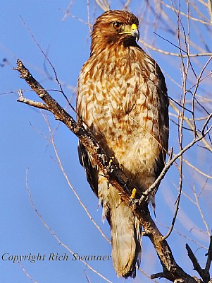 Red-Tailed Hawk