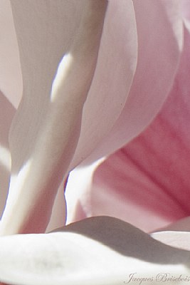 magnolia abstract