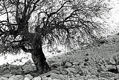 tree of israel