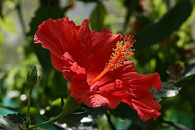 greenhouse hibiscus