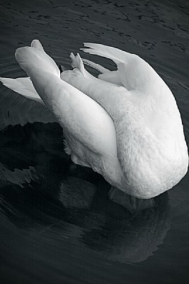 swan lying down while standing