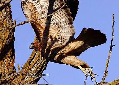 Red-Tailed Hawk