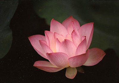 Lotus