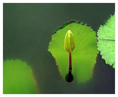 Water Lily