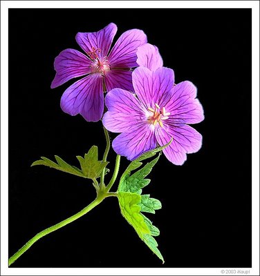 geranium