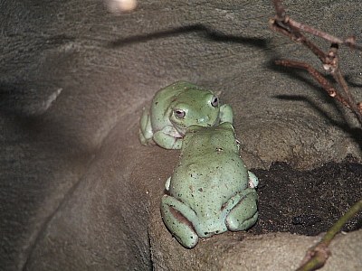 Froggy Valentine ;)