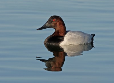 Canvasback