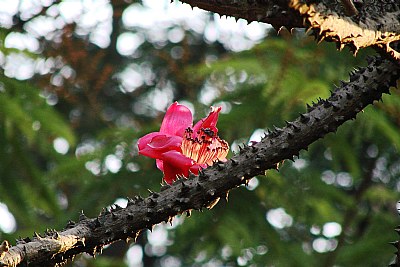 Flower First, Leaf Next