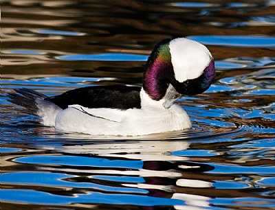 Bufflehead