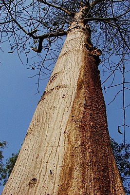 The Less Thorny Silk Cotton