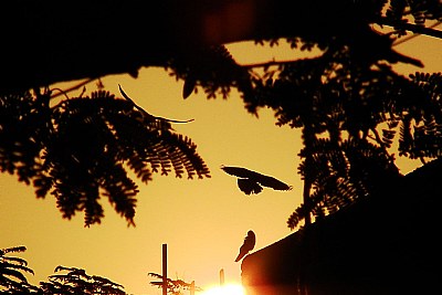 The Arrival of Sun God