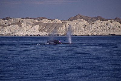 Whales in Baja