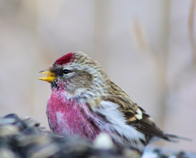 Common Redpoll