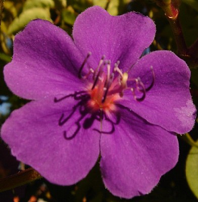 Violet