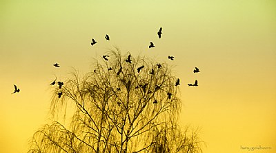 birds shrek