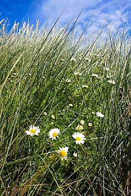 Pushing up Daisies