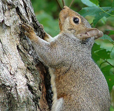 Squirrel Of Grey