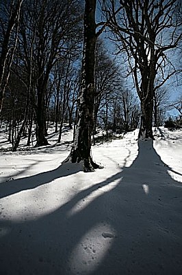 winter shadows