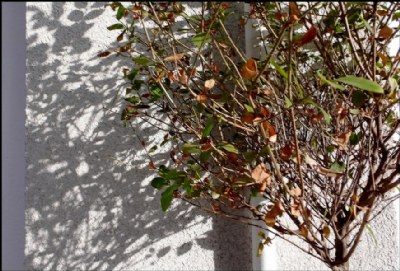 tree and shadow