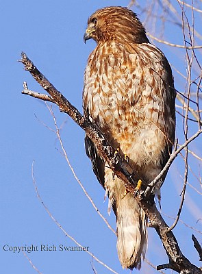 Red-Tailed Hawk