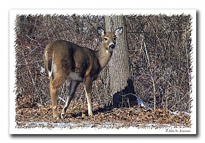 White-tailed Deer (d3034)