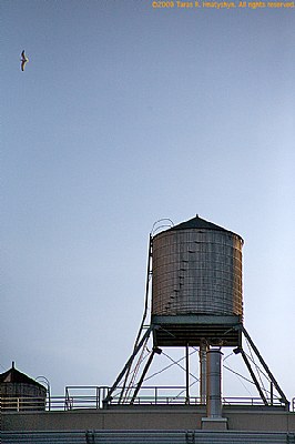 Water tower & gull