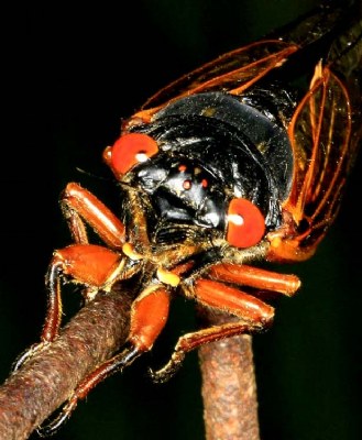 CICADA FACE