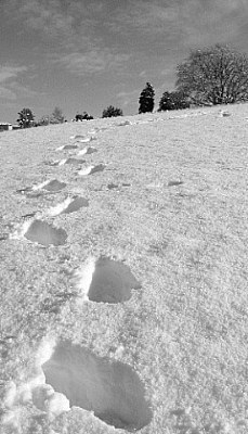 Wellies,perhaps?