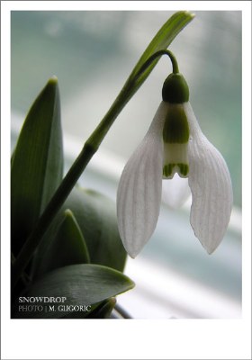 Snowdrop