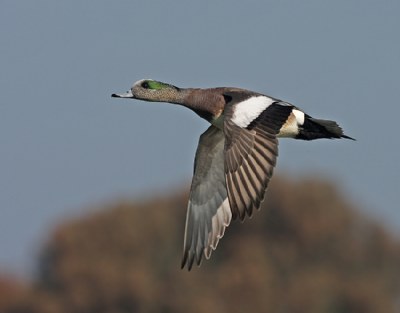 American Wigeon