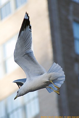 City Gull