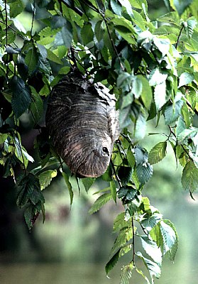 hornet nest