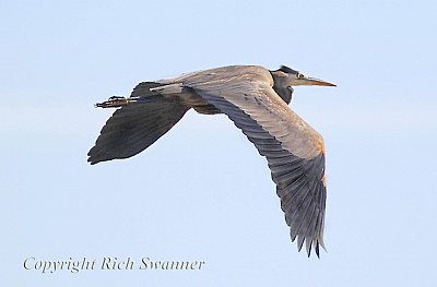 Great Blue Heron