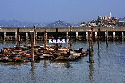 Pier 39