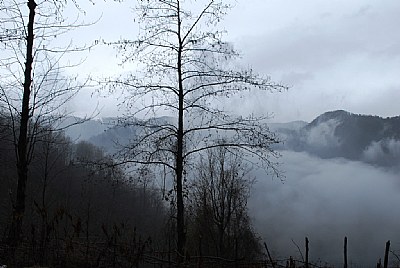 Cloud forest