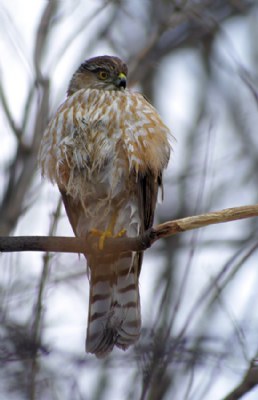 Hawk Eye
