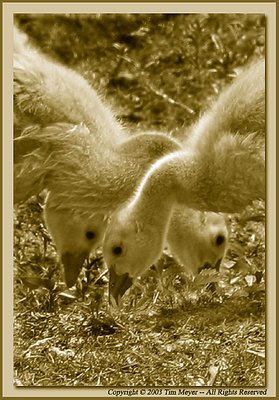 Goslings