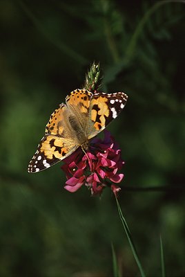 Madame Butterfly, on a flower