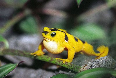 Panamanian Golden Frog