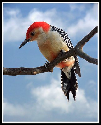 Red-Bellied Woodpecker (Male)