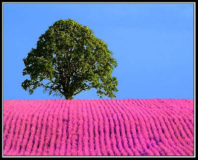 Oak Tree On Purple Hill