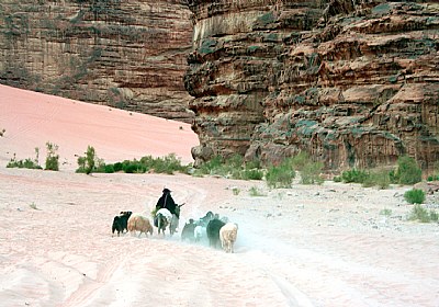 Shepherding